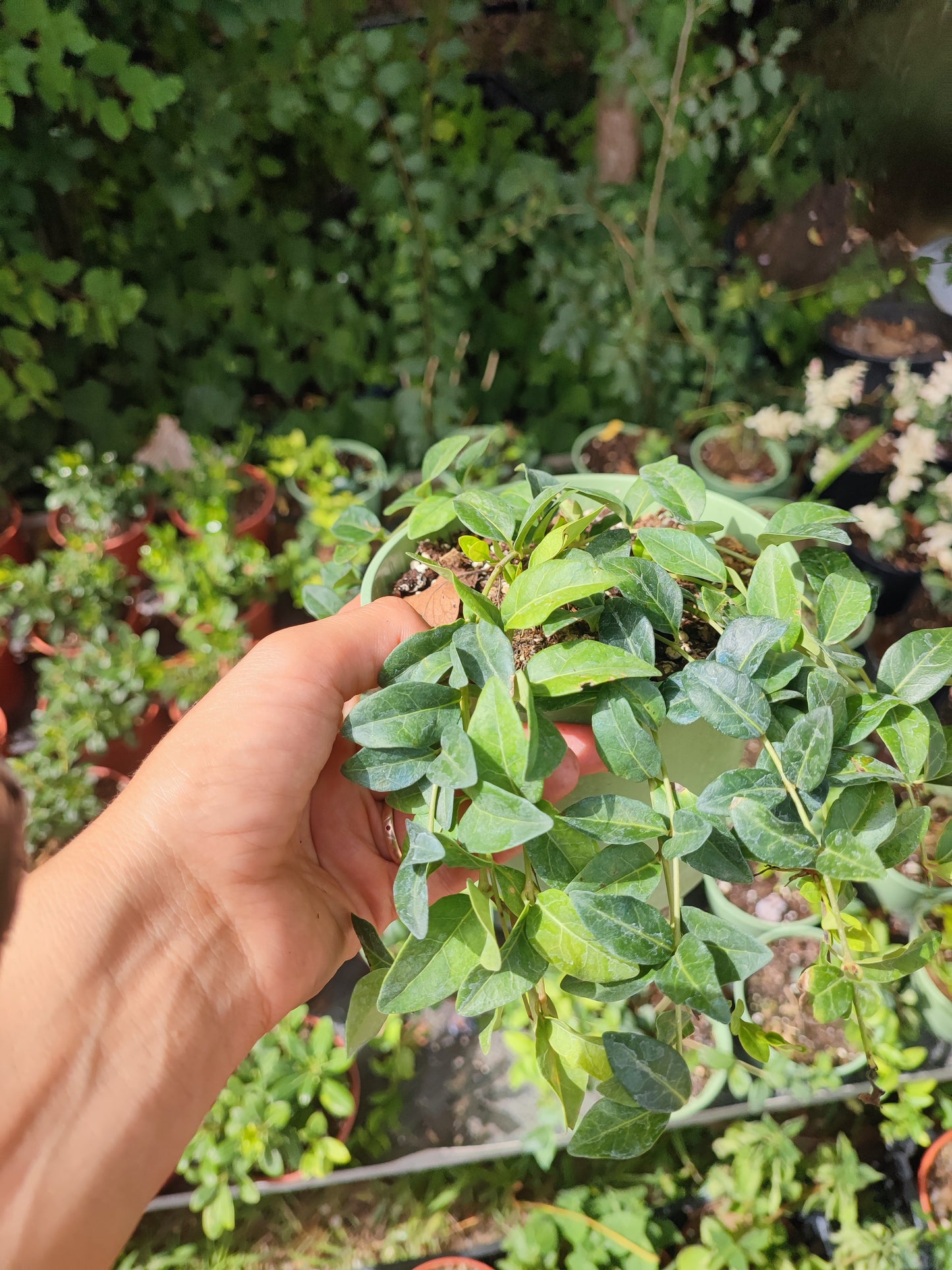 Vinca major