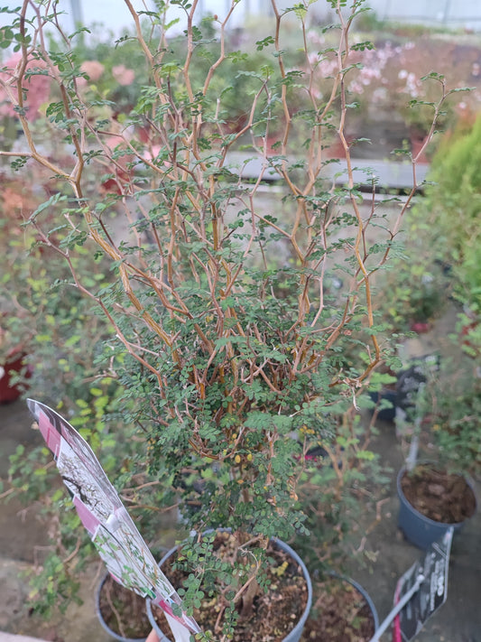 Sophora "Little baby"