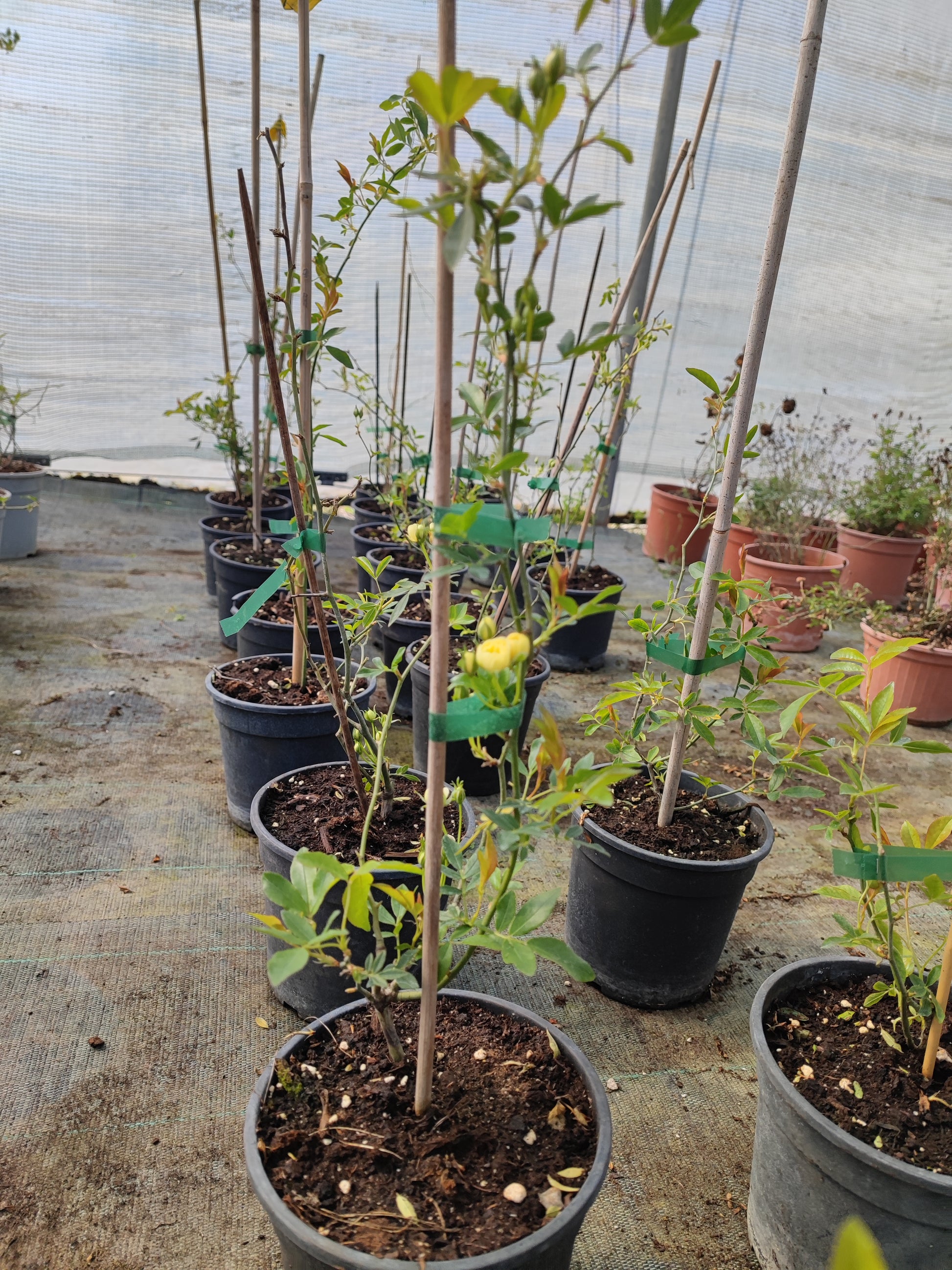 Rosa banskiae lutea plena - Valmaflor