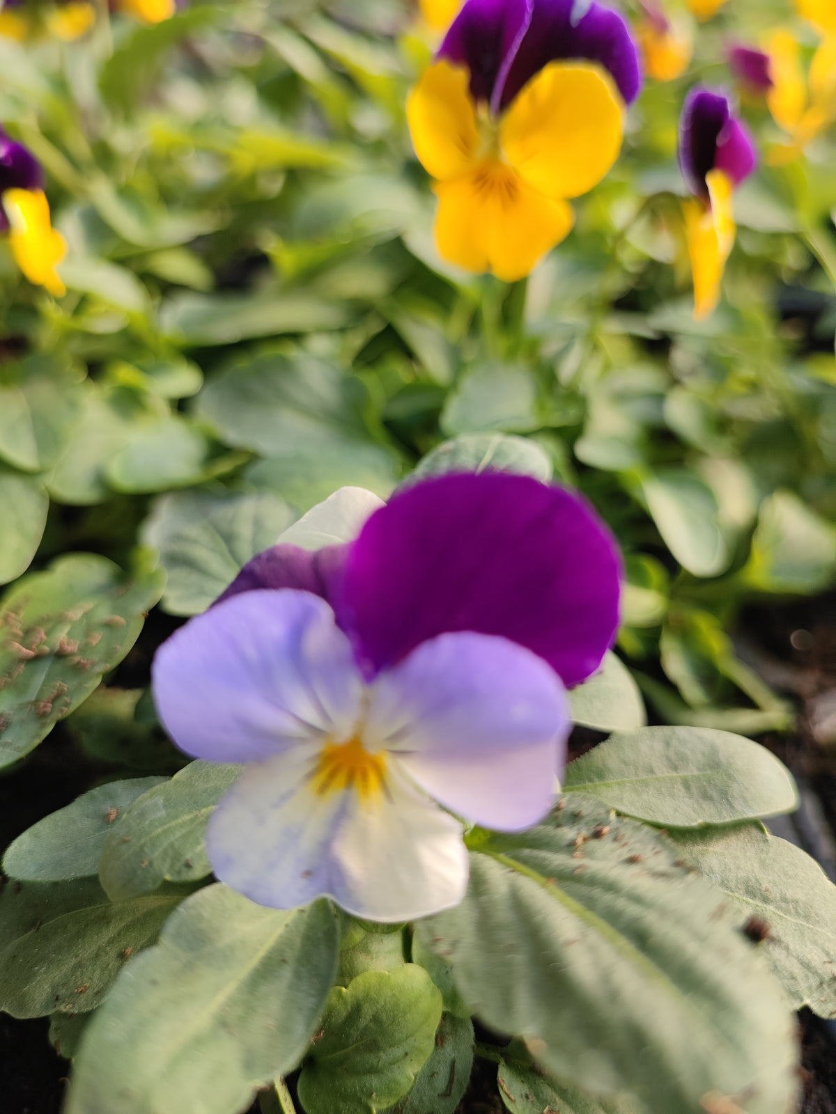 Violetta