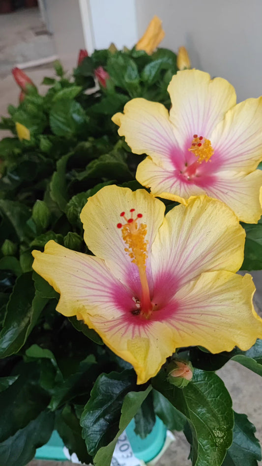Hibiscus