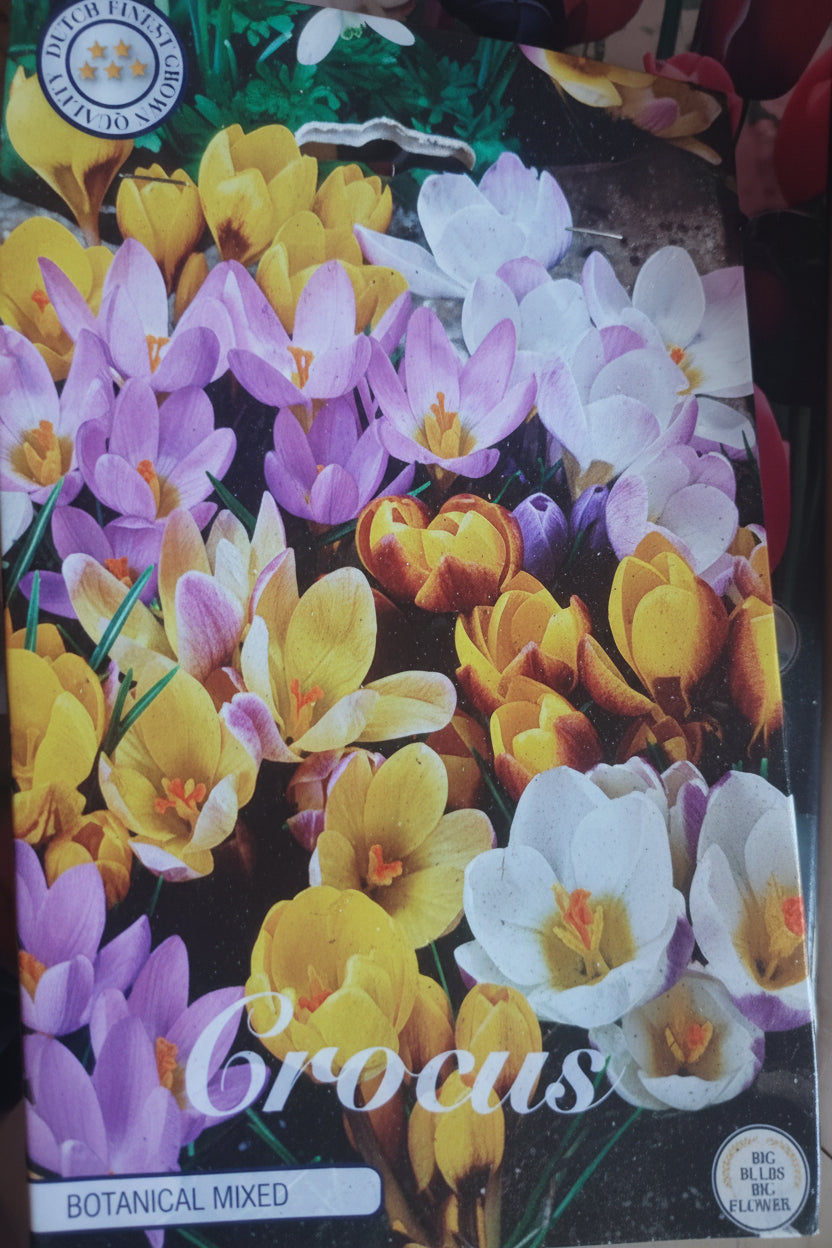 Crocus