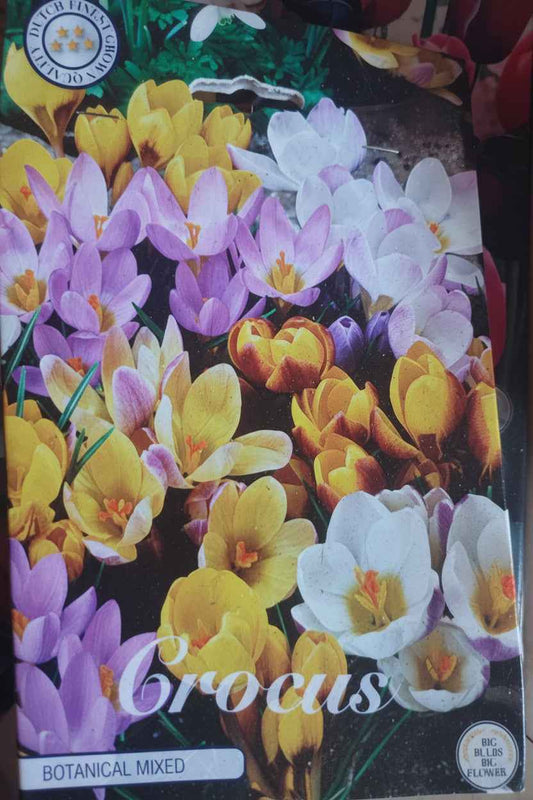 Crocus