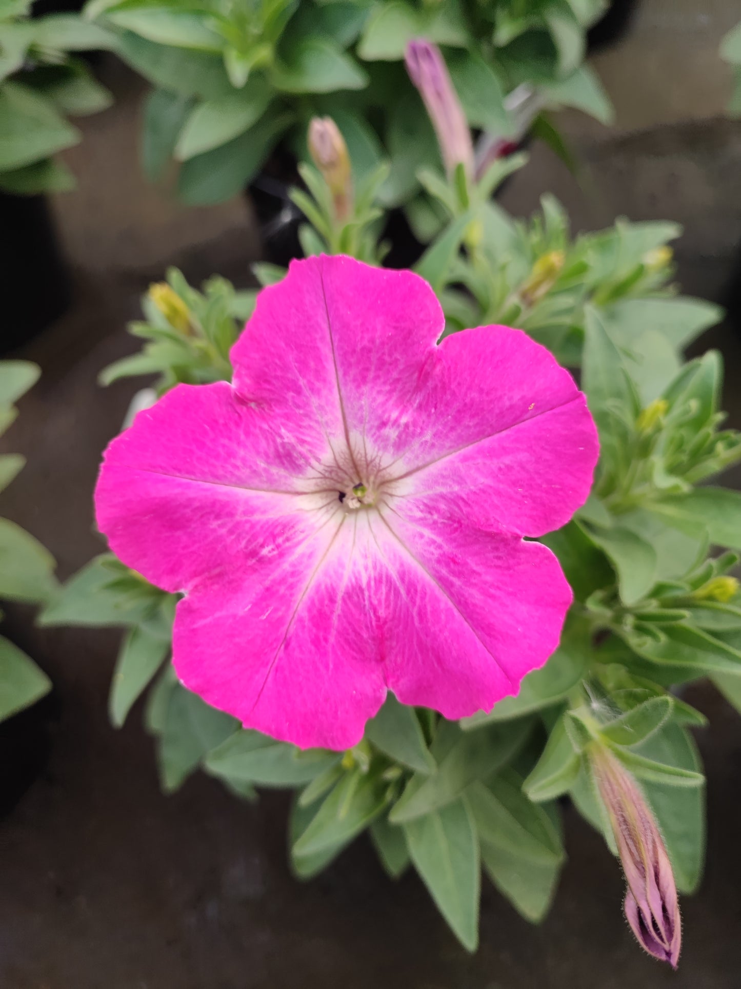 Petunia