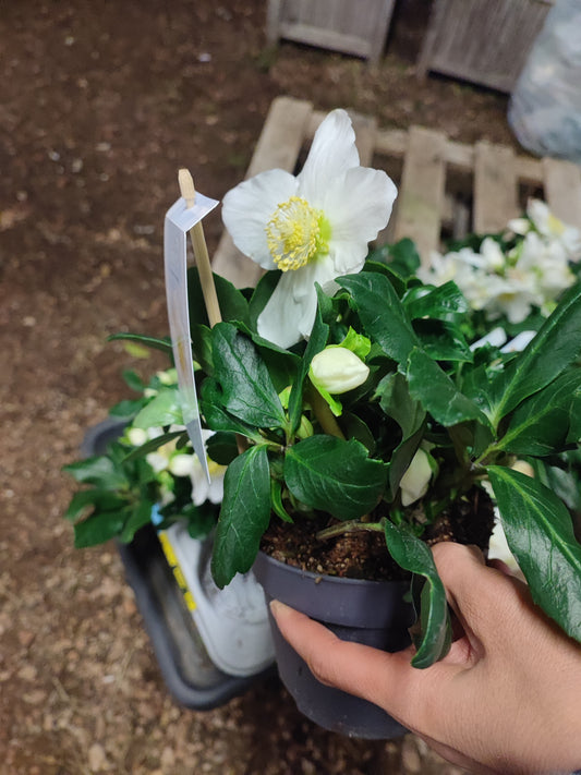 Helleborus "verboom shining star"
