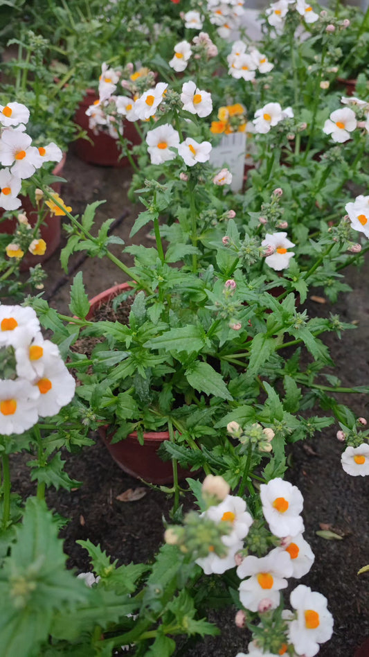 Nemesia