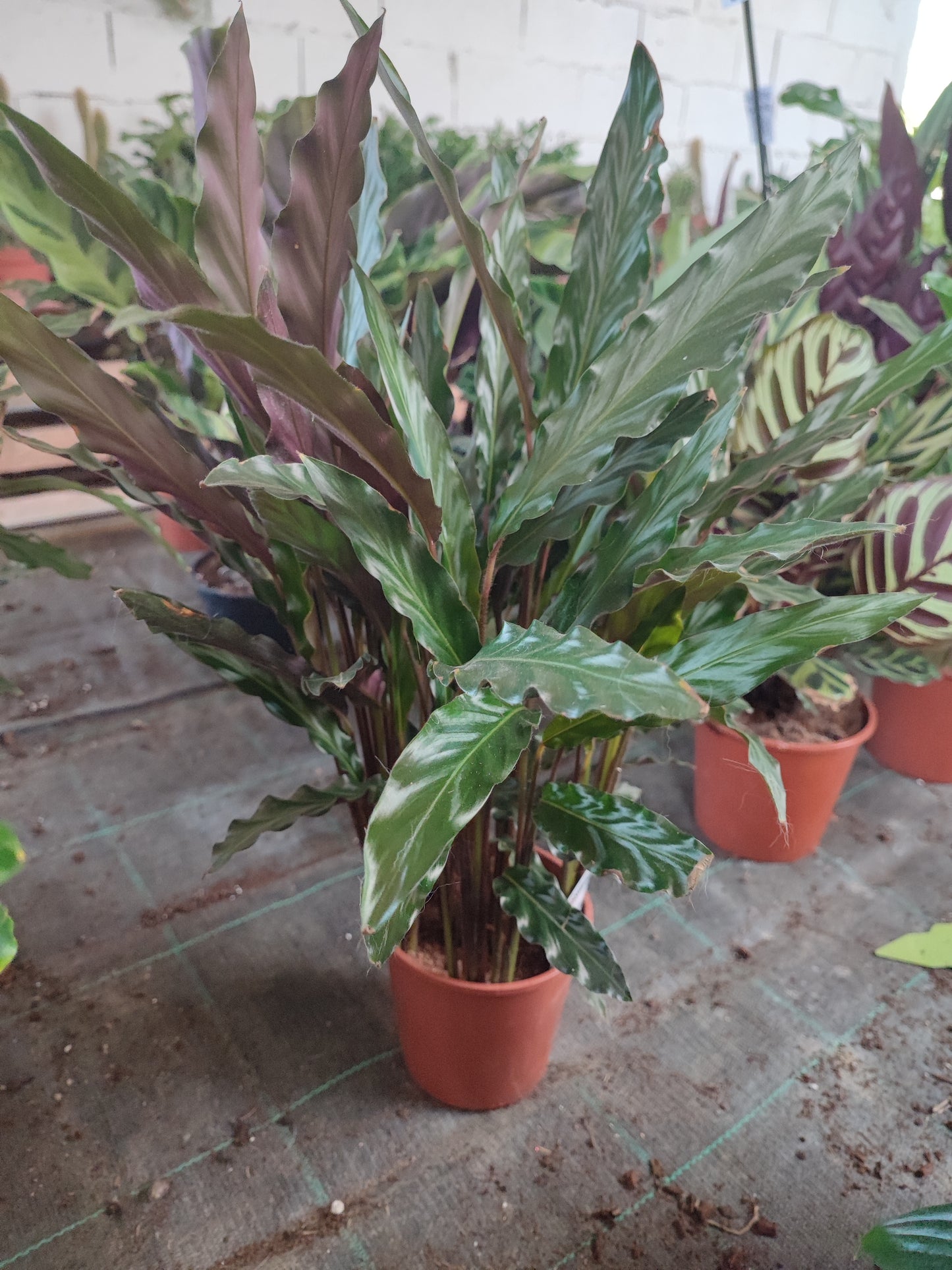 Calathea Rufibarba