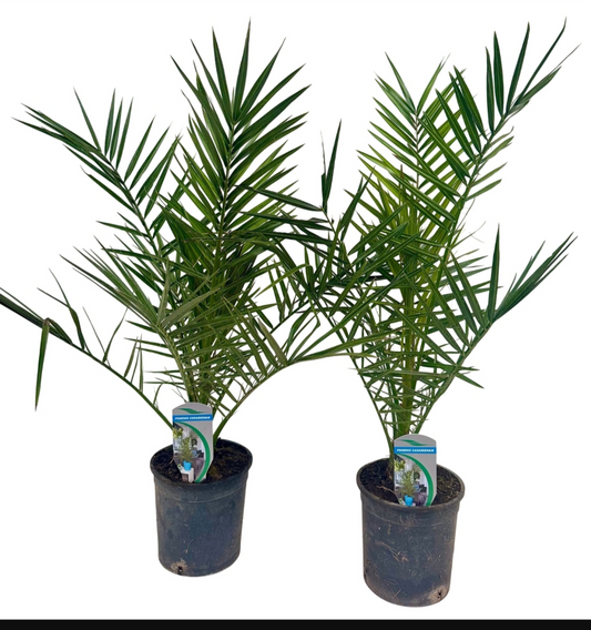 Phoenix Canariensis