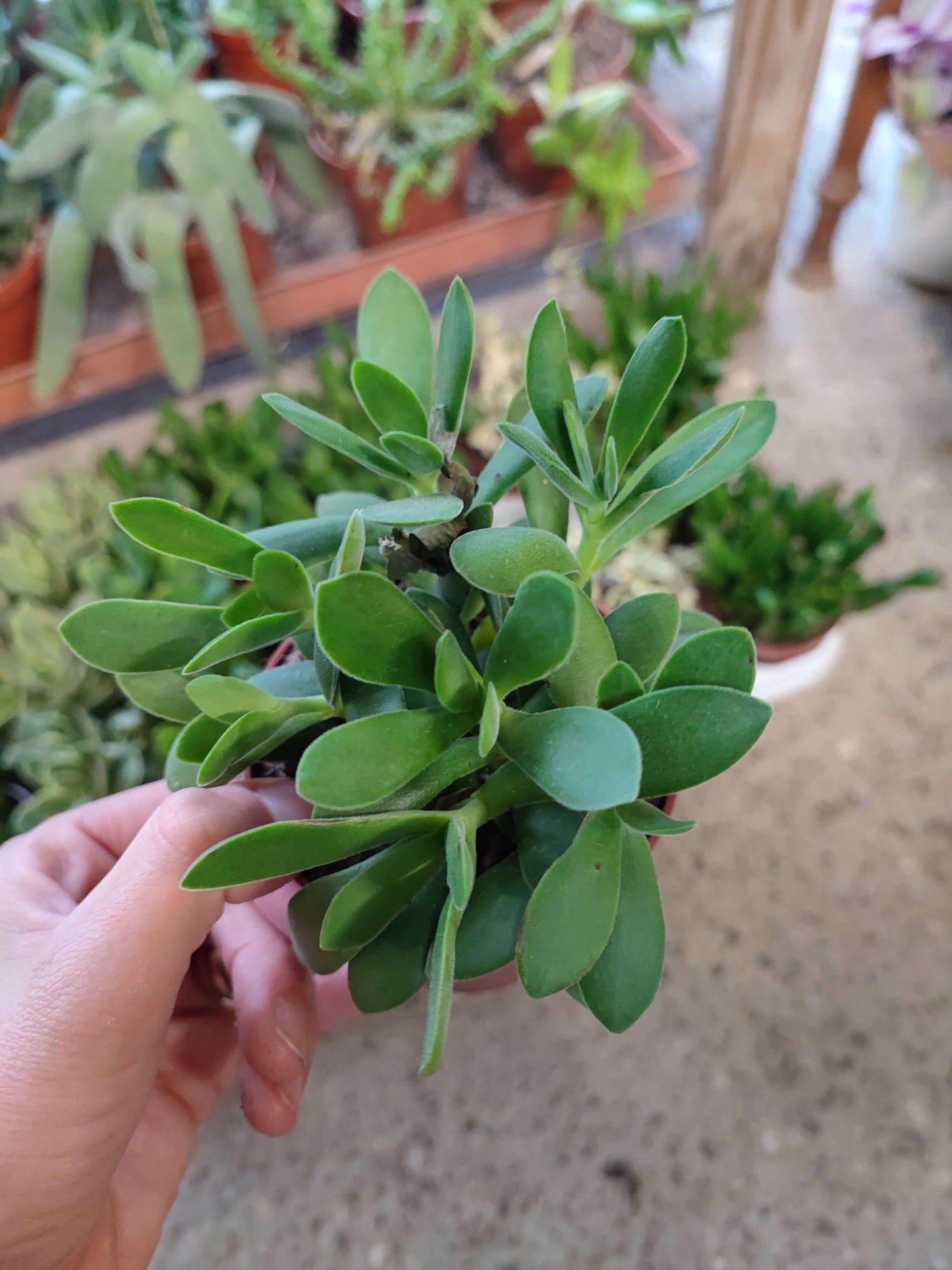 Crassula mix