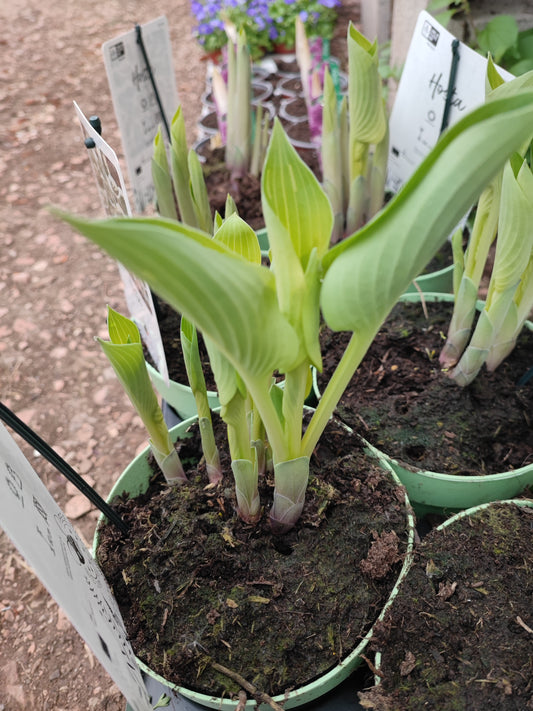 Hosta halcyon