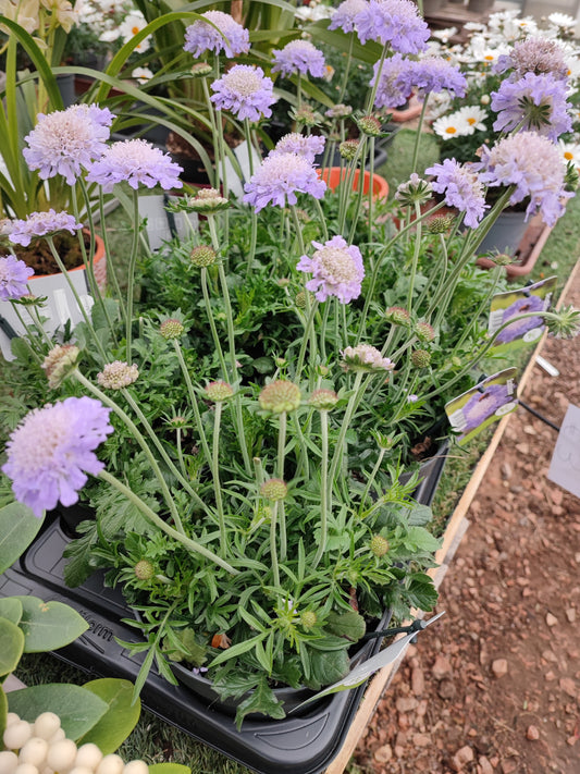 Scabiosa Butterfly blu