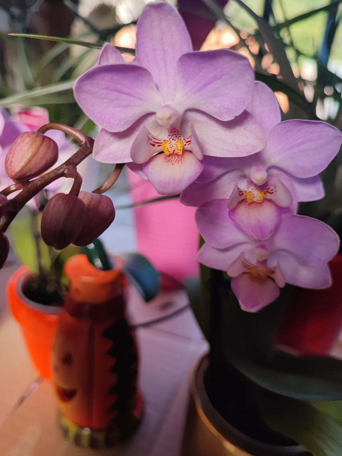 Orchidea