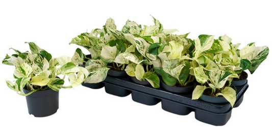 Epipremnum pinnatum Happy Leaf