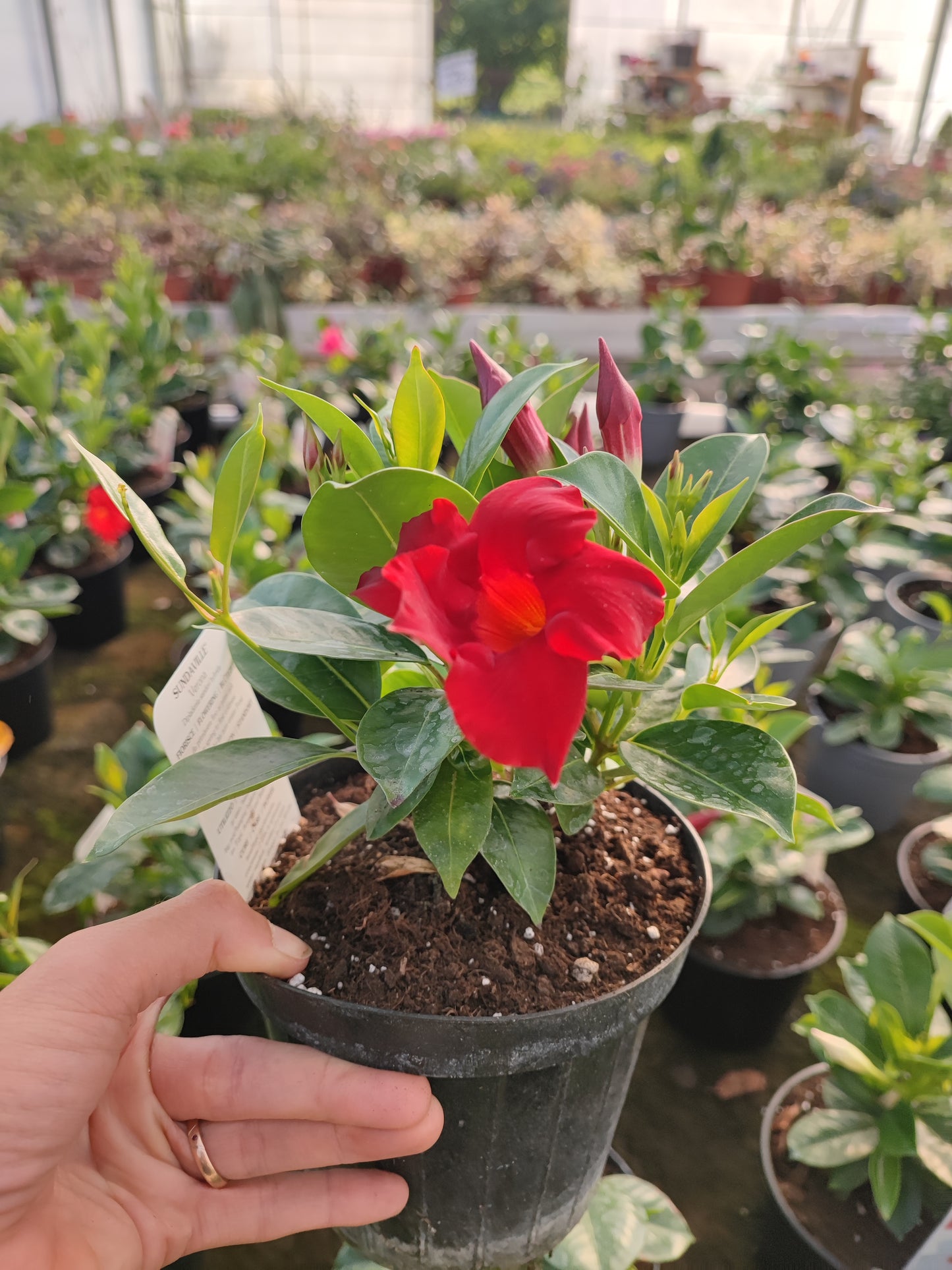 Dipladenia Sudanville
