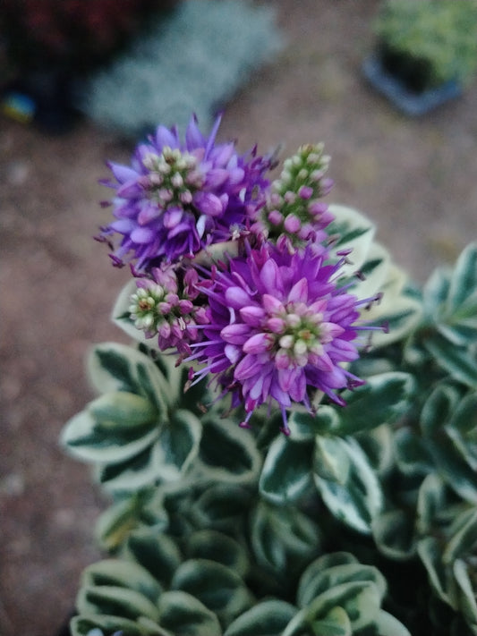 Hebe andersonii variegata