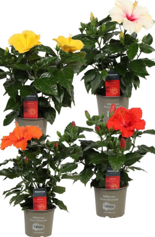Hibiscus
