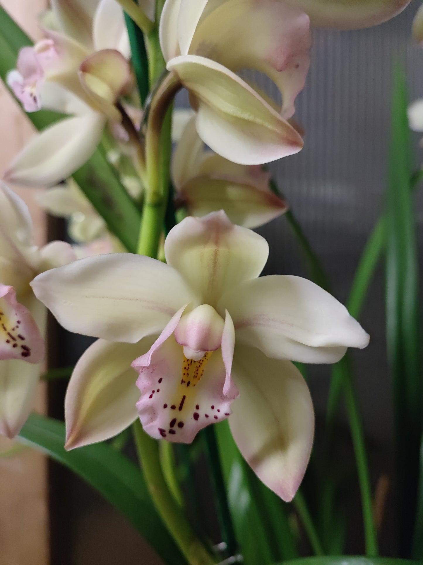 Cymbidium