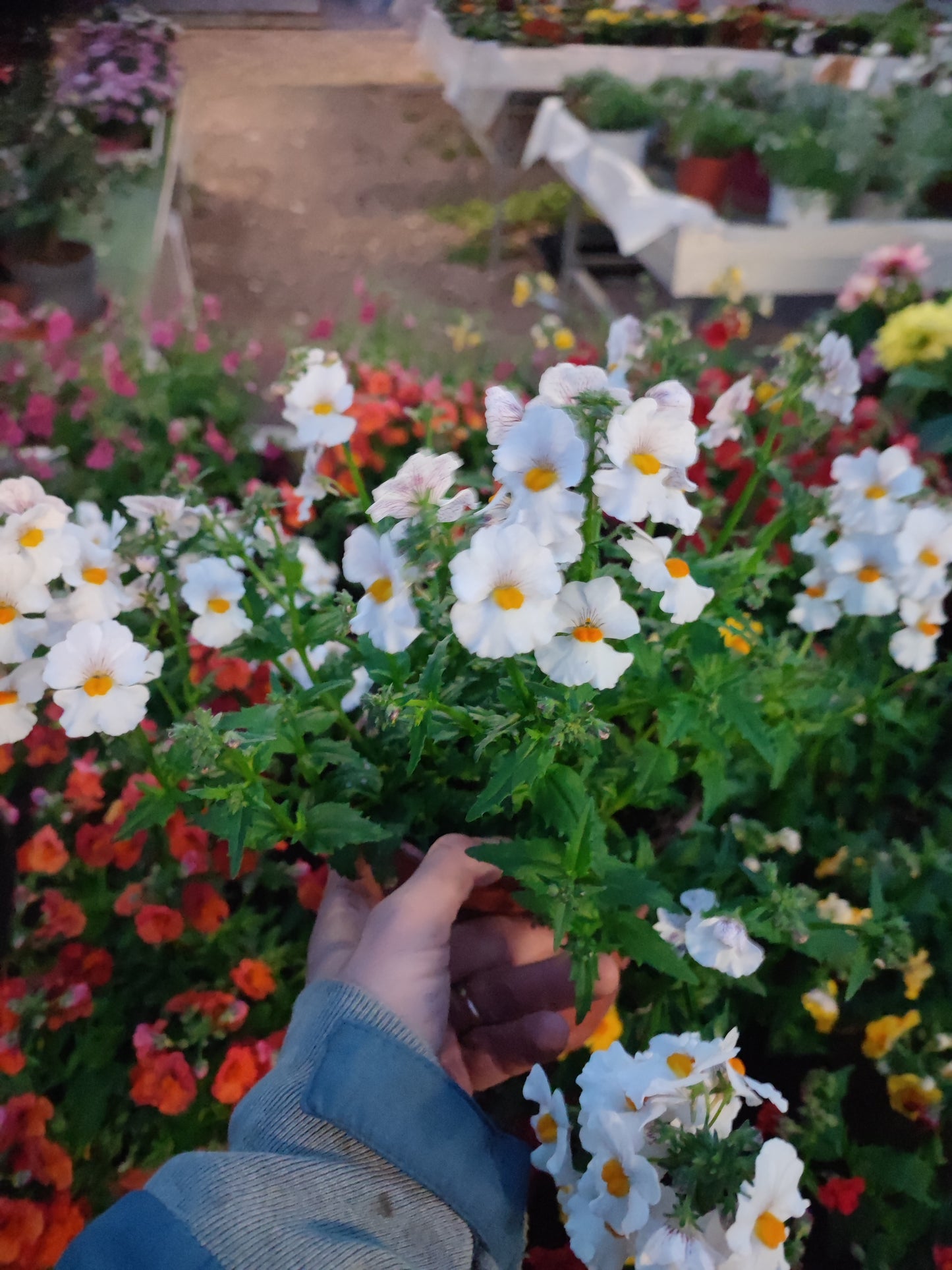 Nemesia