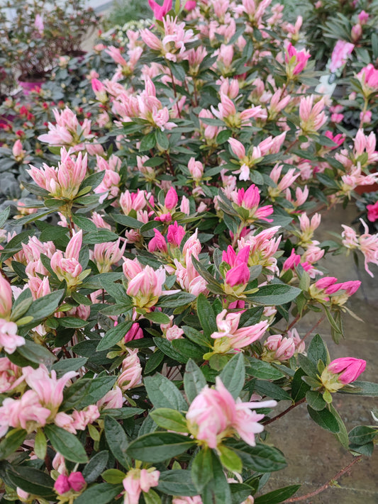 Azalea japonica pink spider