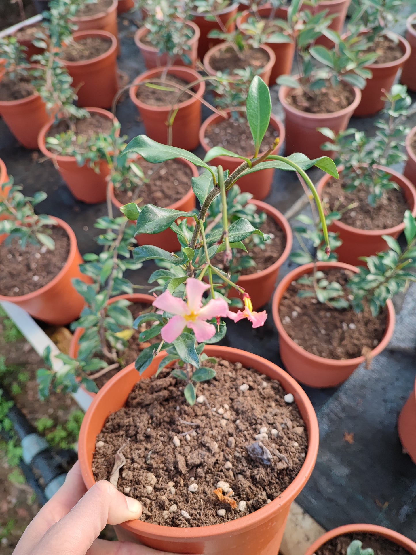 Trachelospermum jasminoides rosa