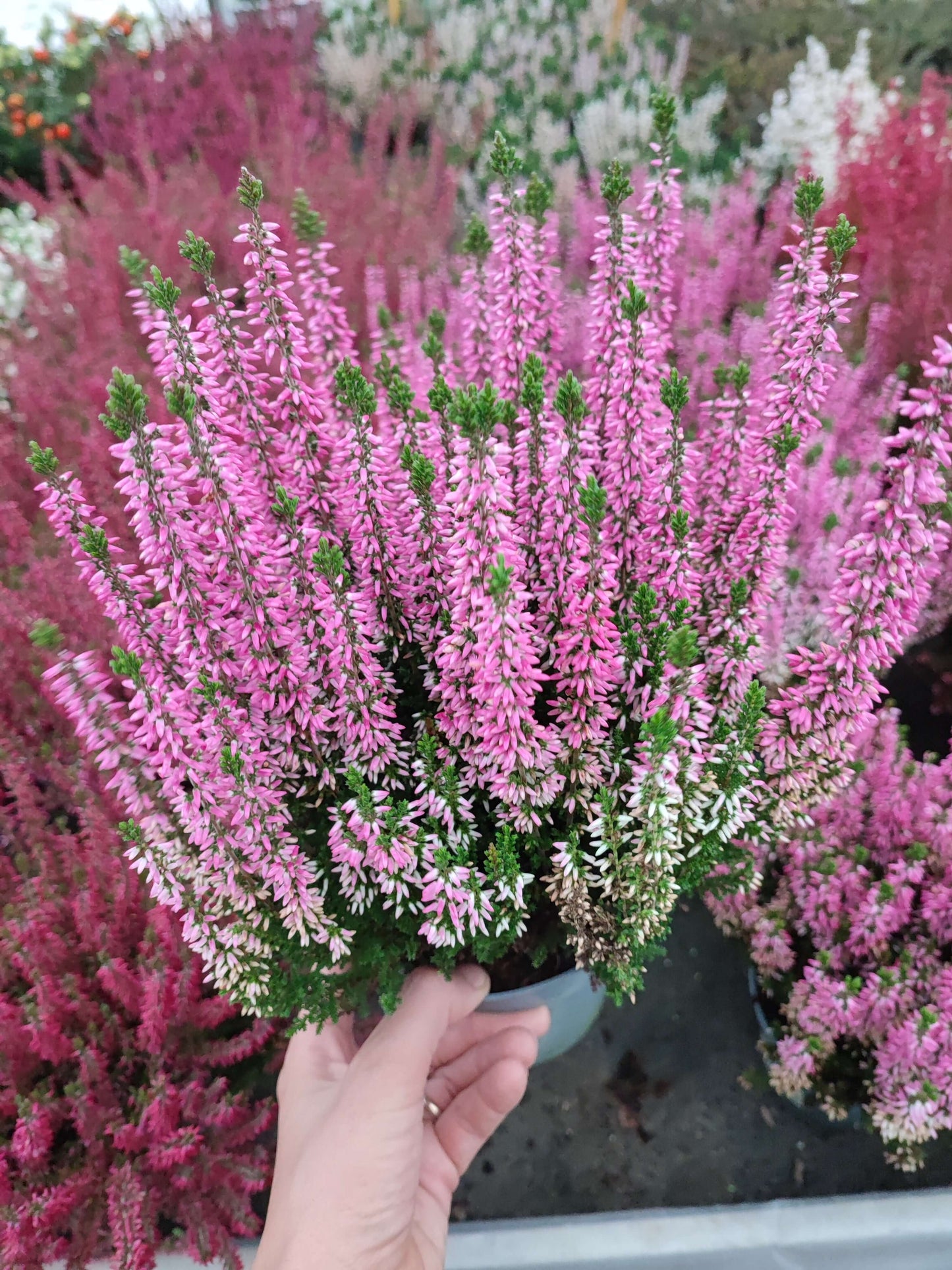 Calluna