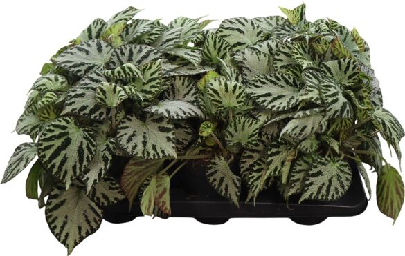 Begonia Imperialis Silver Jewel