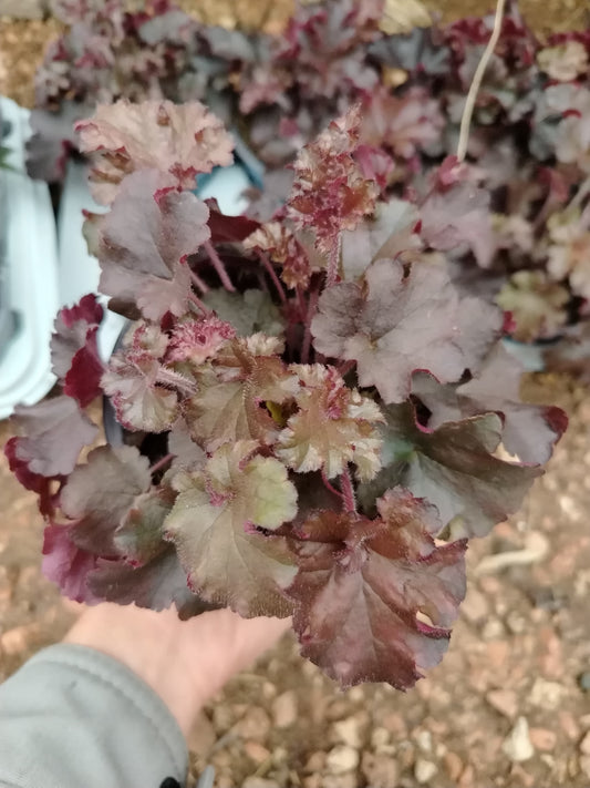 Heuchera