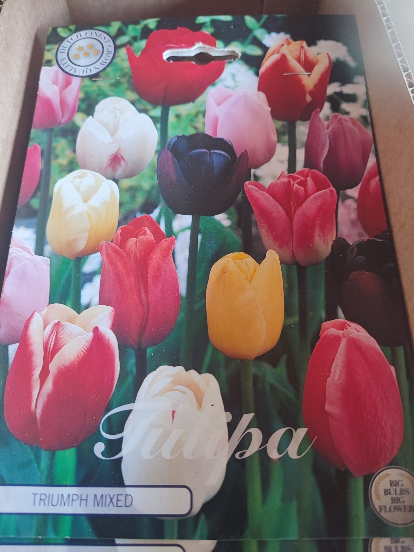 Bulbi tulipano