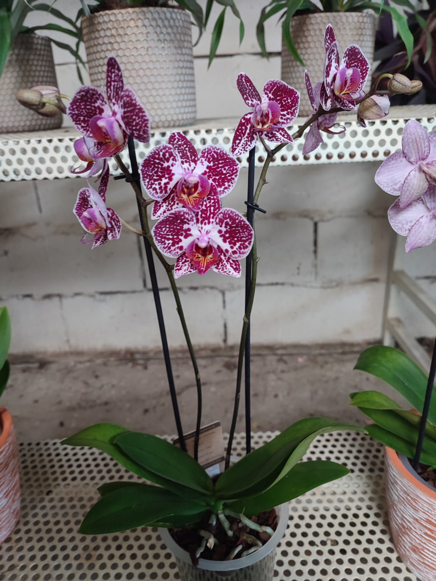 Orchidea