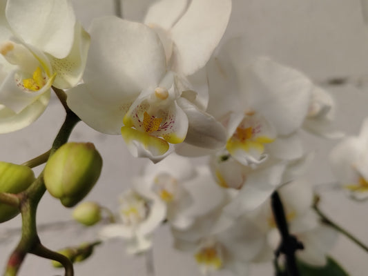 Orchidea phalaenopsis