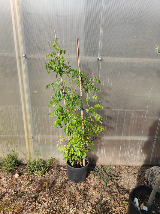 Pandorea jasminoides