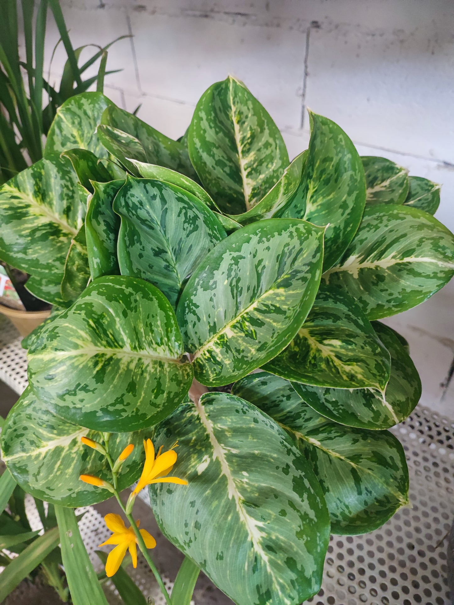Aglaonema small leaved othe