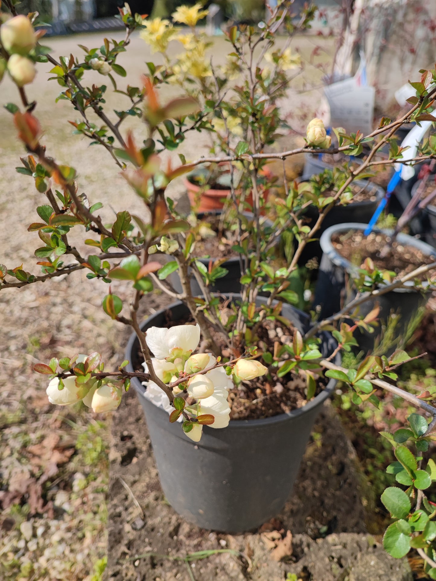 Chaenomeles