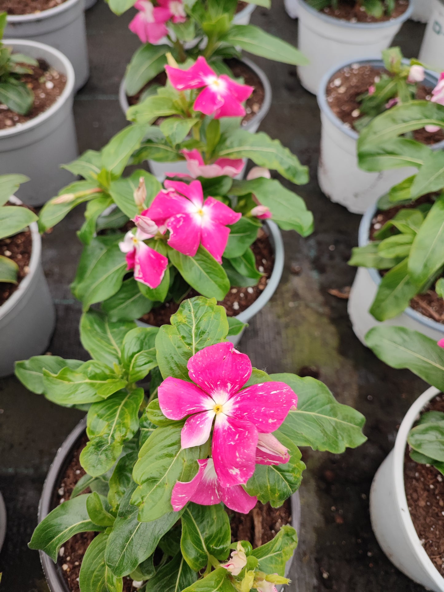 Catharanthus
