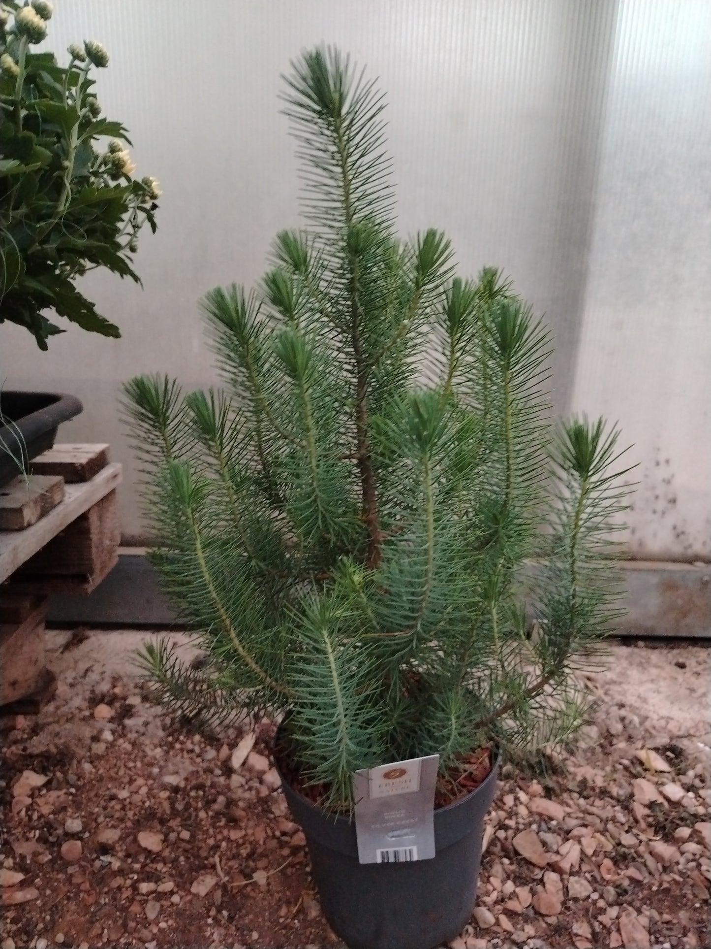 Pinus pinea silver crest