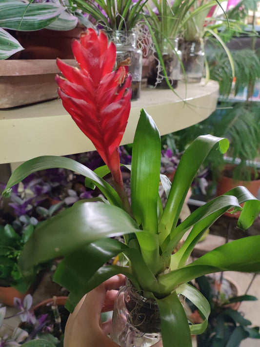 Bromelia e tillandsia