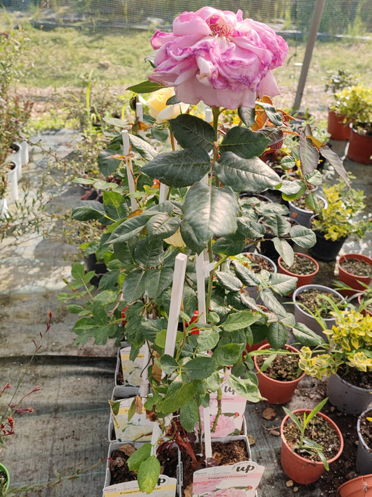 Rosa rampicante Crazy in love