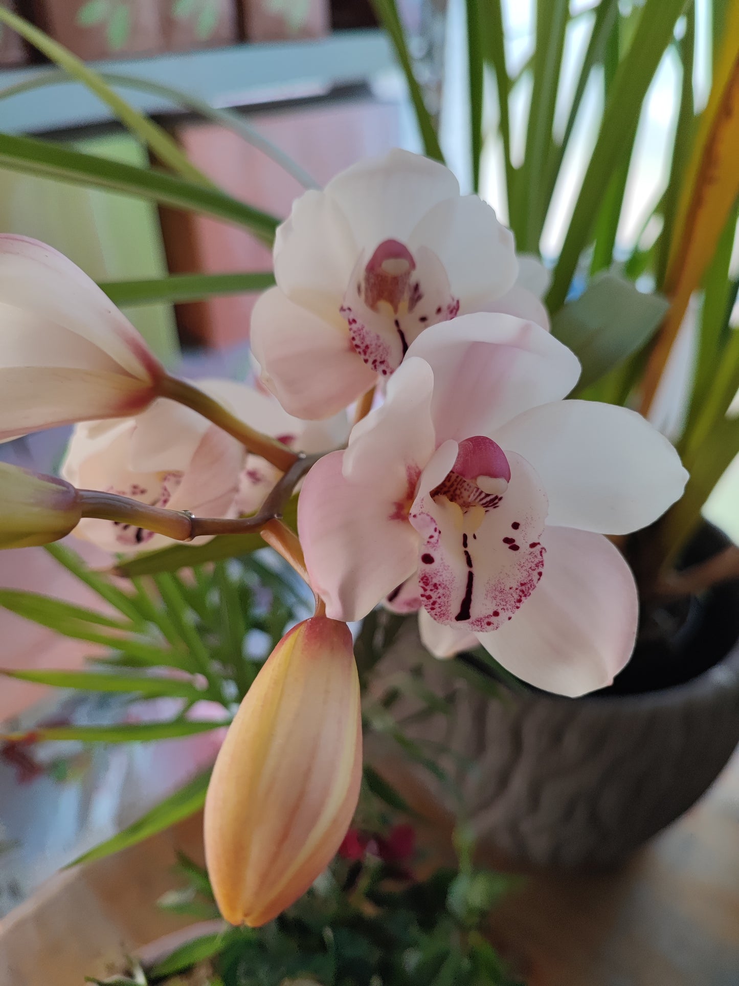 Cymbidium