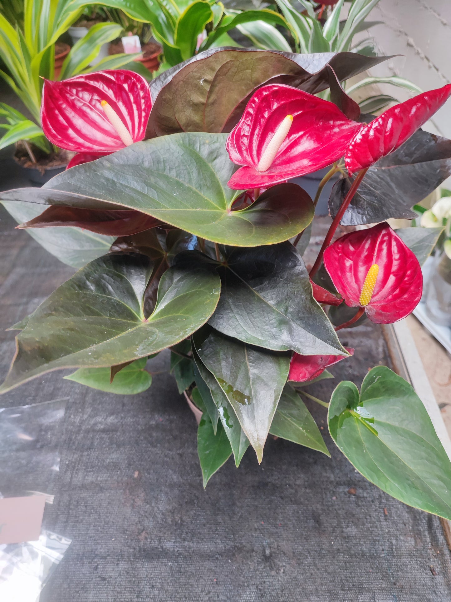 Anthurium delicata