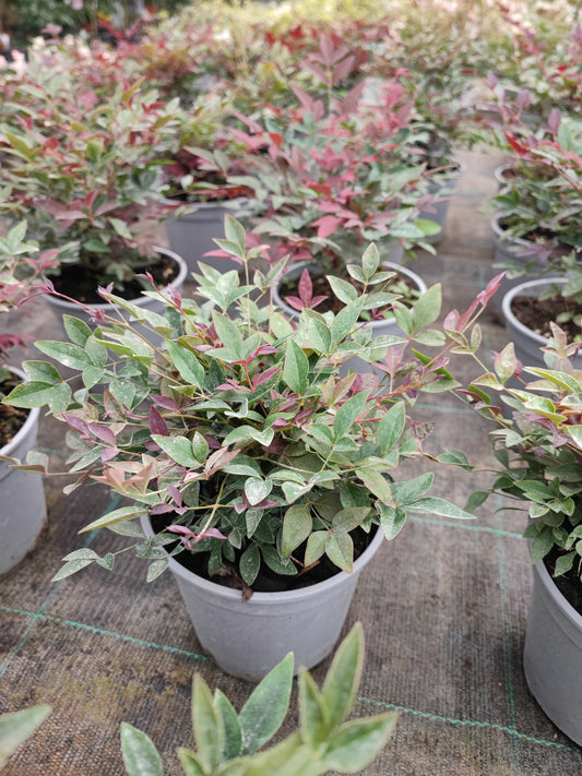Nandina domestica rubra