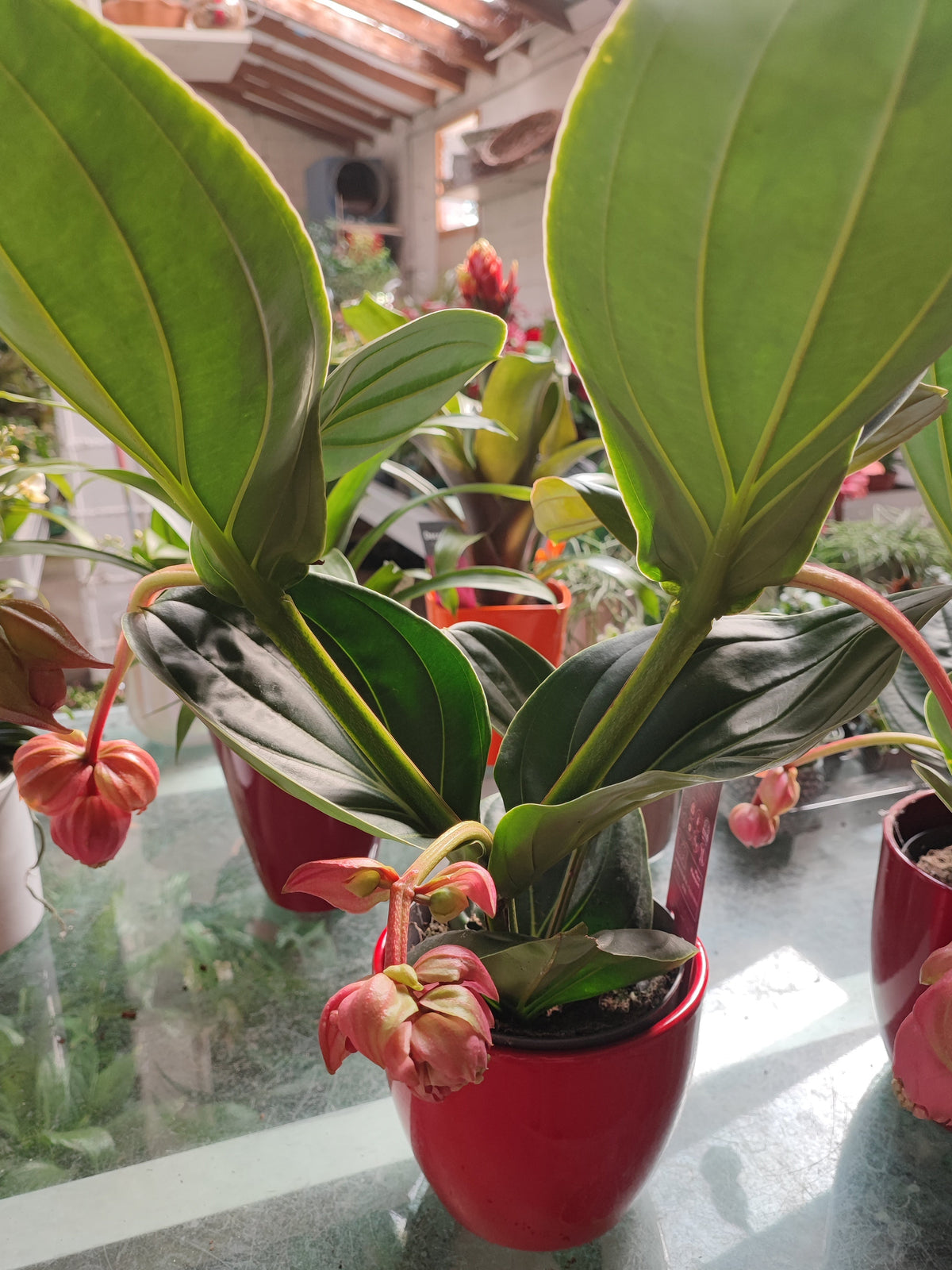 Medinilla magnifica lambada