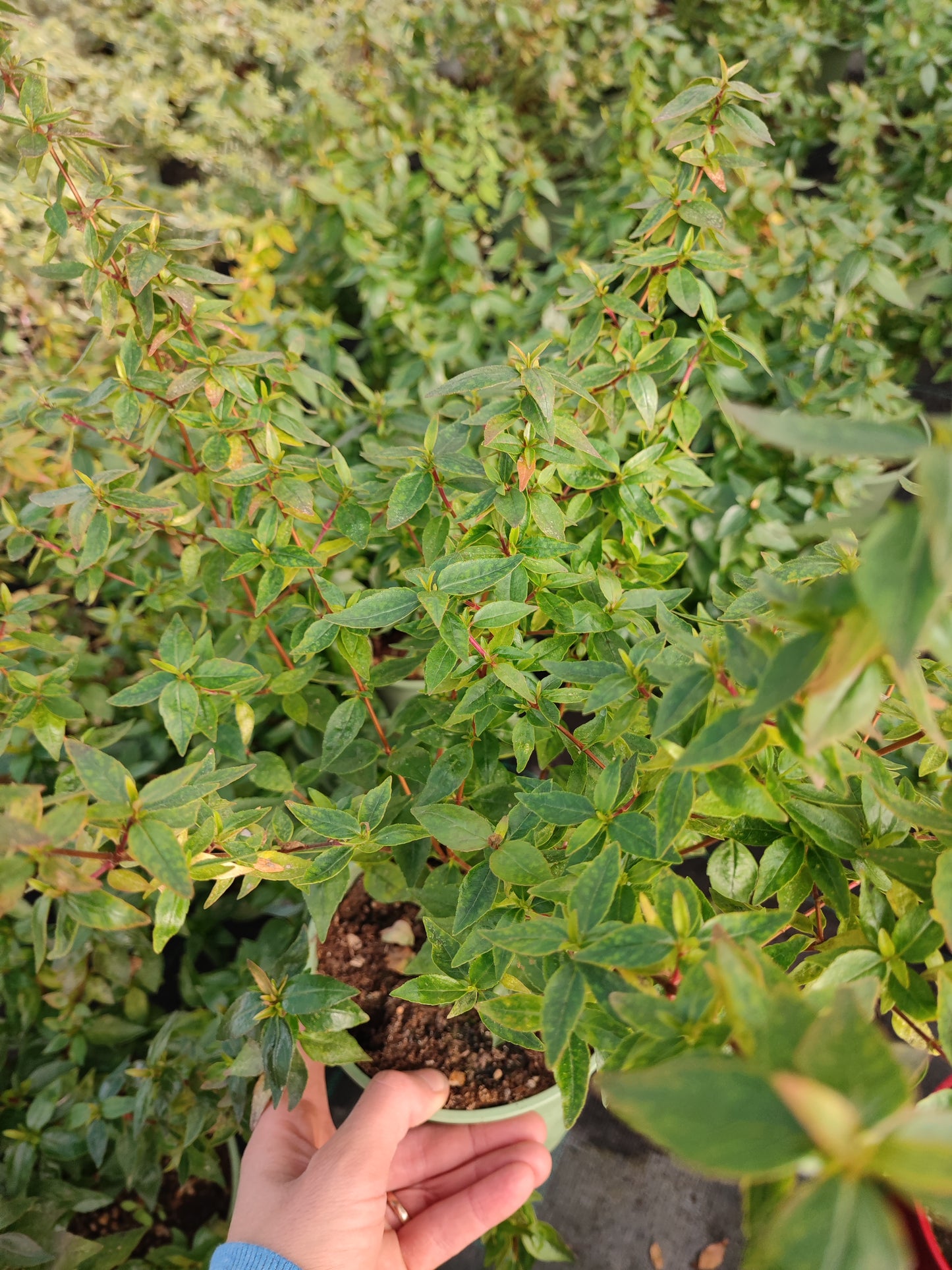 Abelia Grandiflora