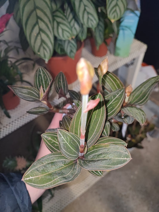 Ludisia discolor