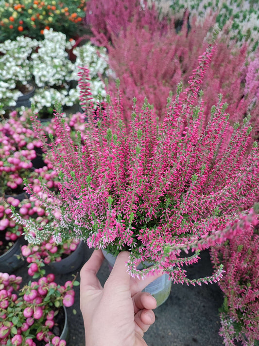 Calluna