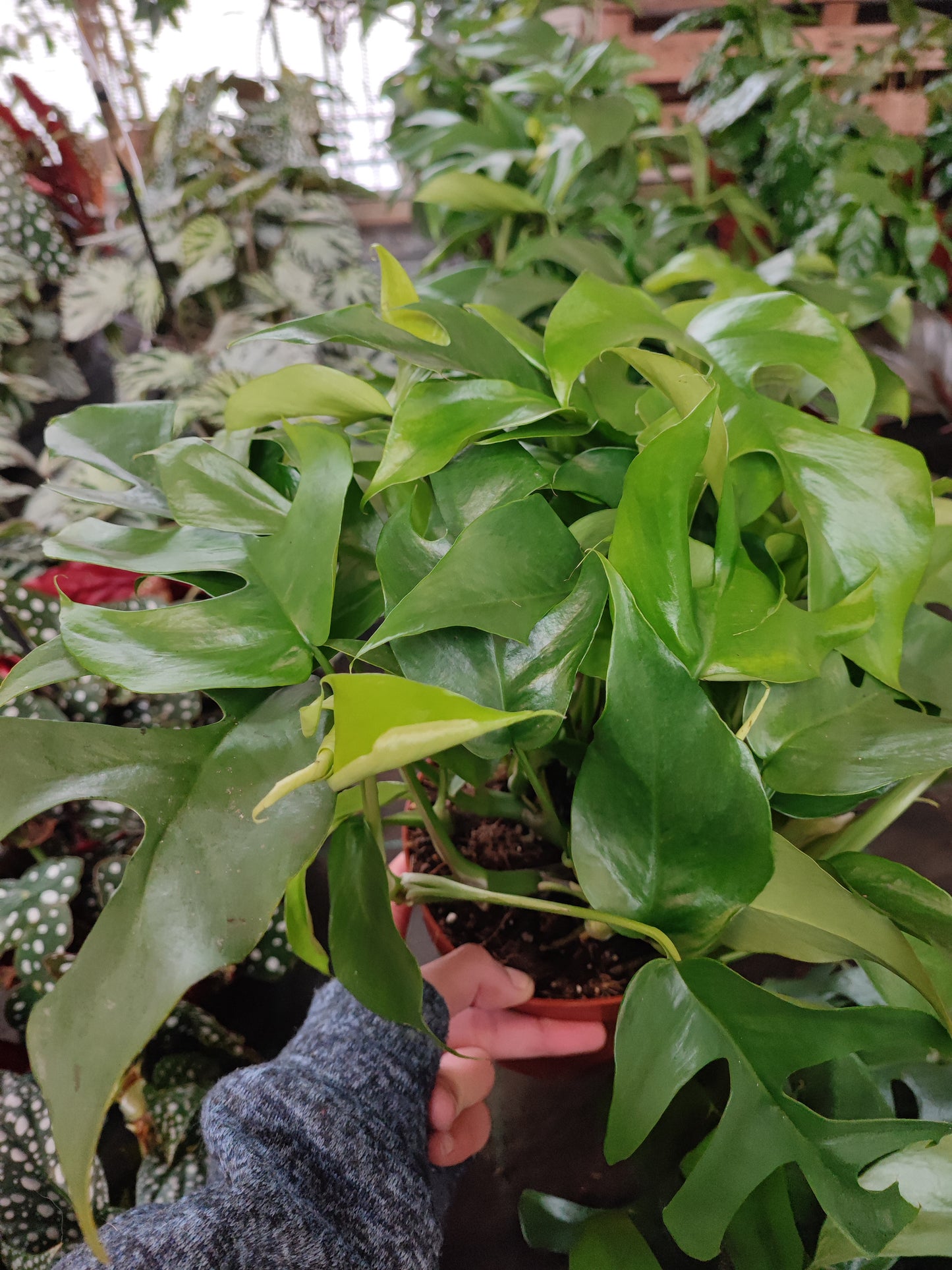 Monstera deliciosa - Valmaflor