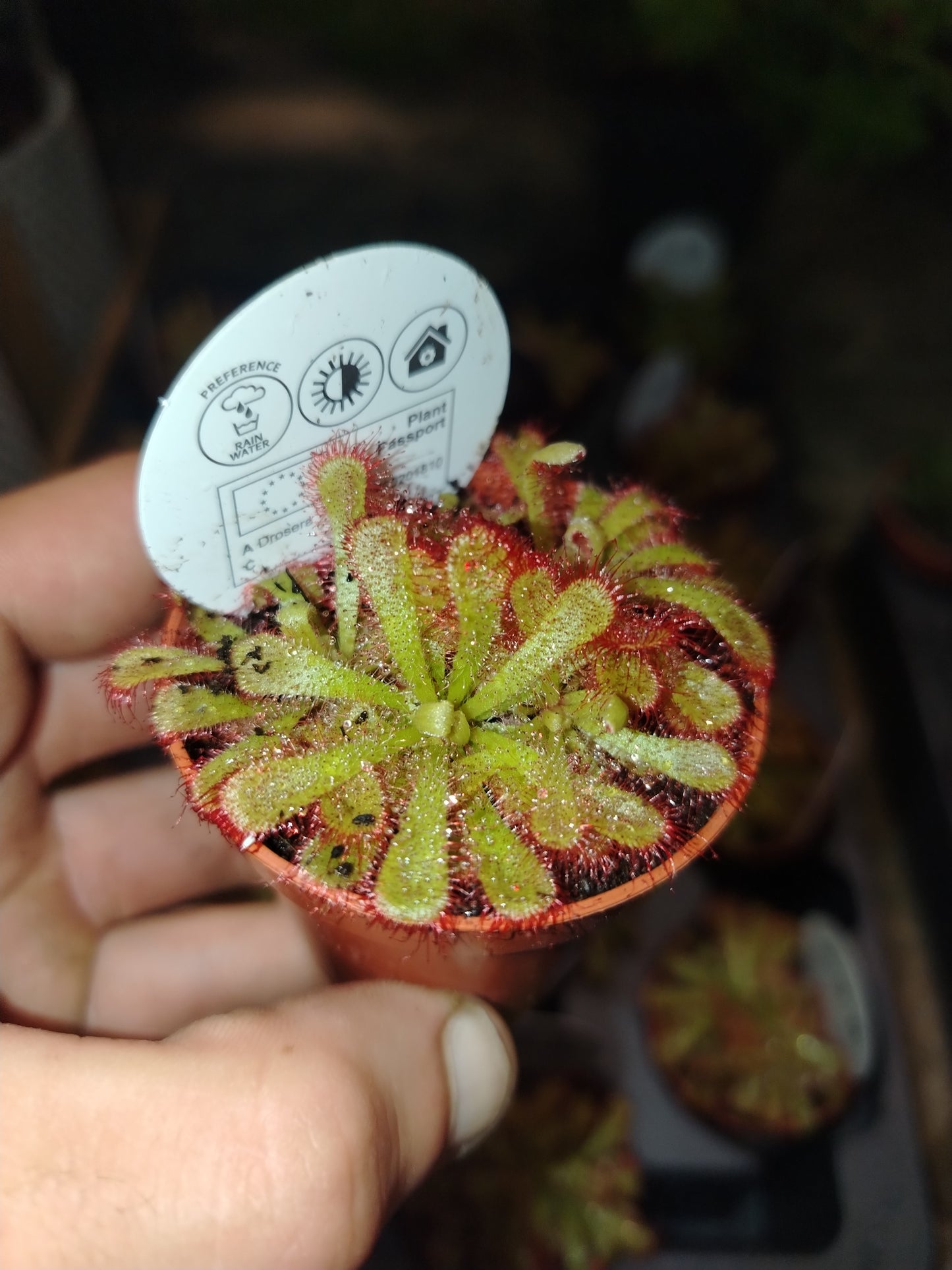 Drosera