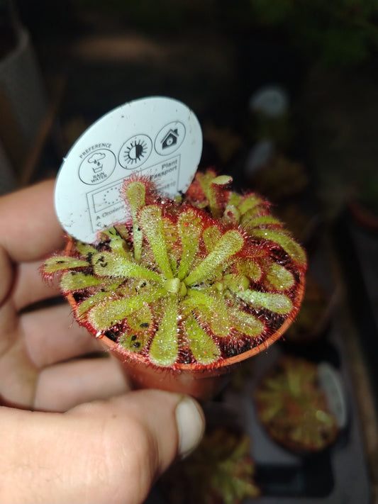 Drosera