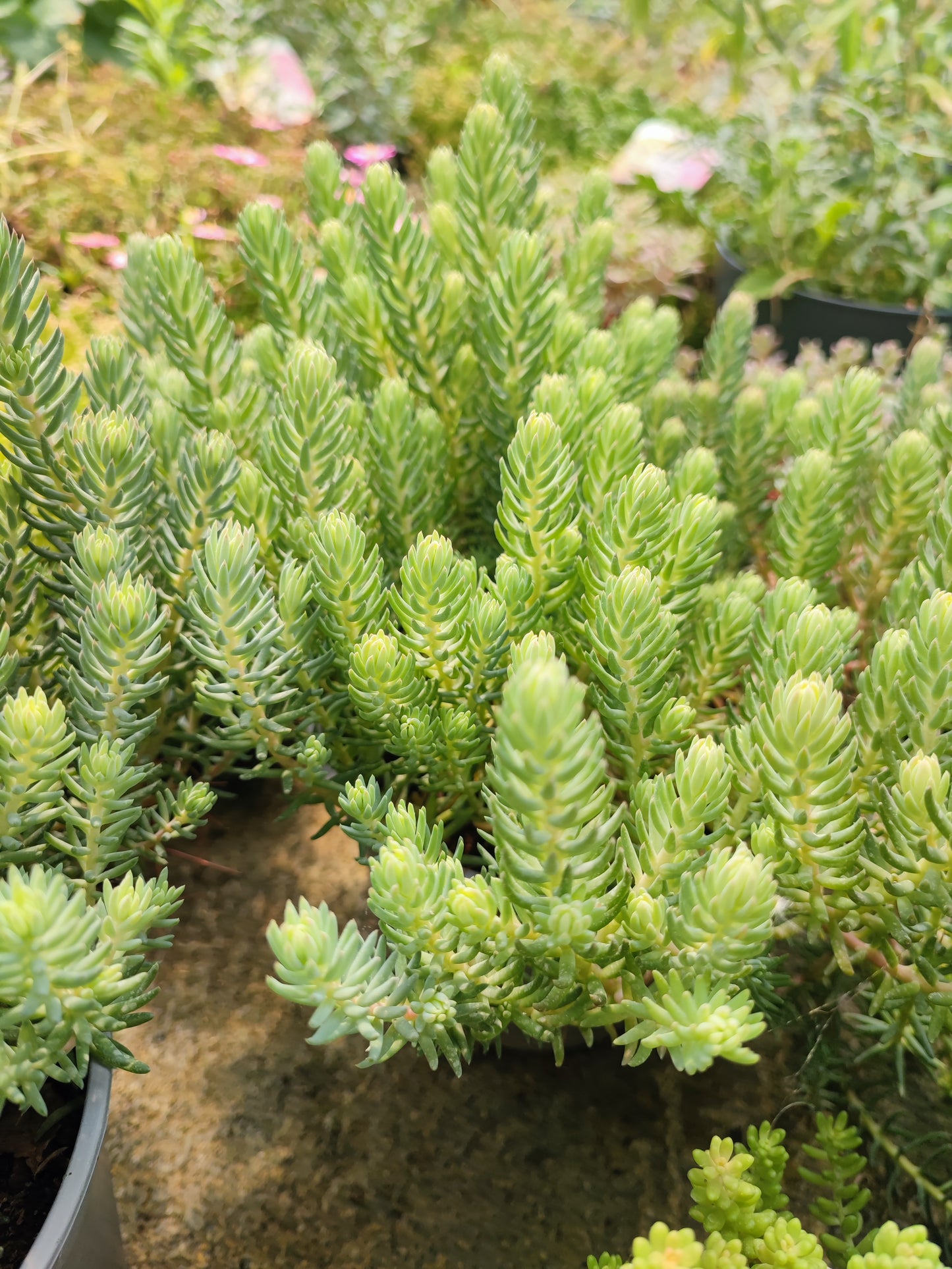 Sedum reflexum "yellow Caushion"