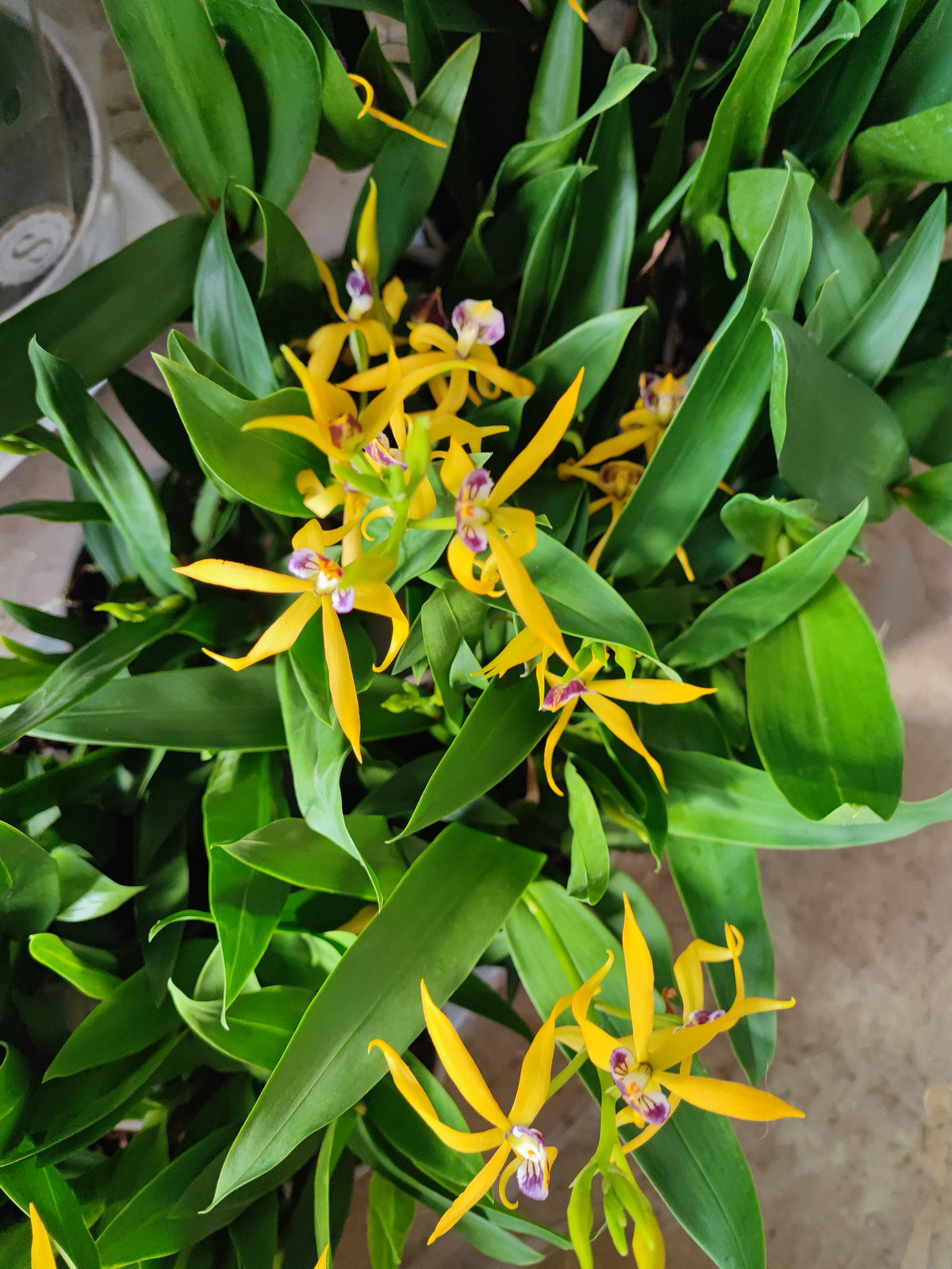 Encyclia autumn glow
