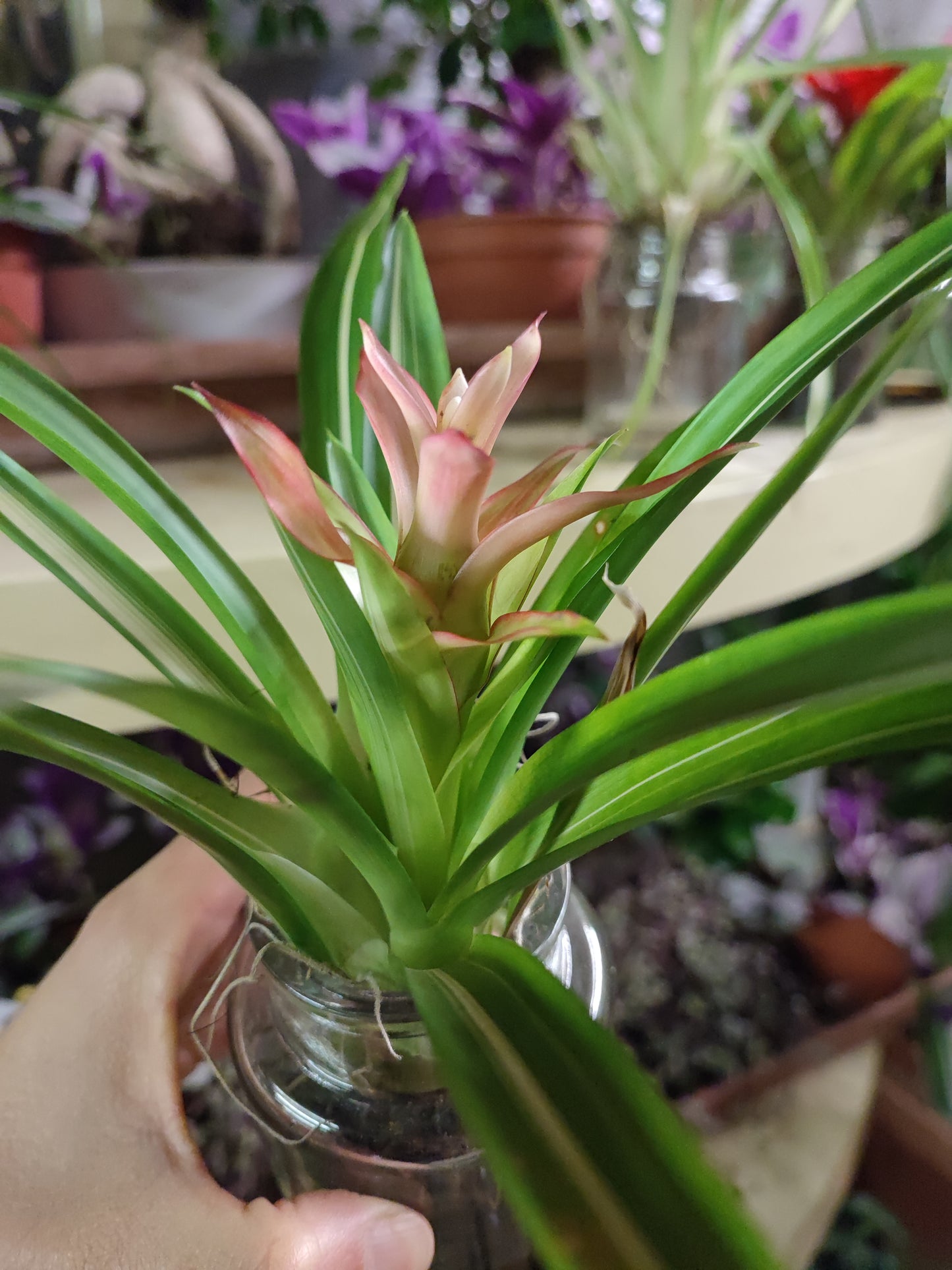 Bromelia e tillandsia